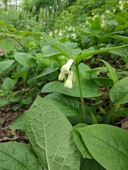 Symphytum grandiflorum
