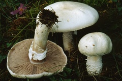 Agaricus crocodilinus