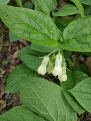 Symphytum grandiflorum
