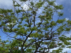 Delonix regia flavida
