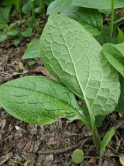 Symphytum grandiflorum