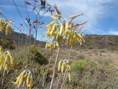 Cotyledon orbiculata spuria