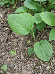 Symphytum grandiflorum