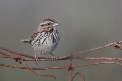 Song Sparrow