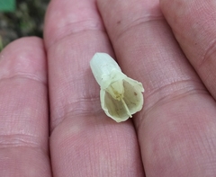 Symphytum grandiflorum