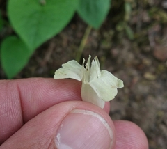 Symphytum grandiflorum