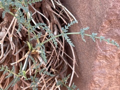 Cymopterus petraeus