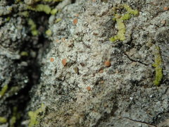 Bacidia rubella
