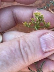 Cymopterus petraeus