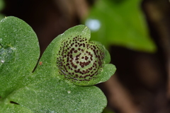 Puccinia adoxae