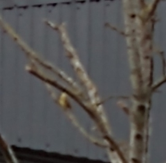 Emberiza citrinella