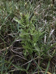 Pedicularis palustris