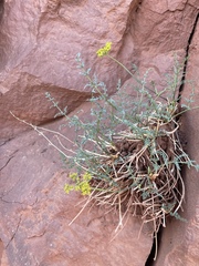 Cymopterus petraeus