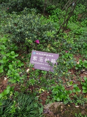 Rhododendron uvariifolium