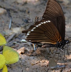 Papilio sosia