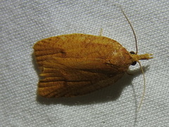 Sparganothis distincta