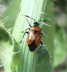 Deraeocoris punctum