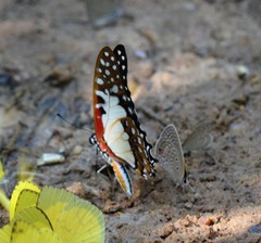 Graphium angolanus baronis