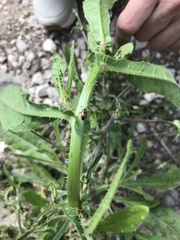Deraeocoris punctum