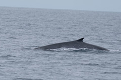 Balaenoptera edeni brydei