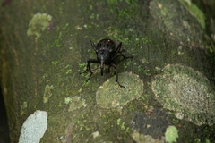 Curculionoidea