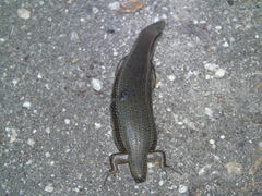 Marisora lineola