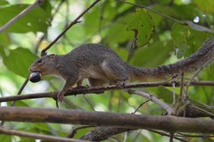 Heliosciurus gambianus