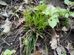 Carex digitata