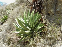 Agave albescens