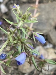 Lysimachia monelli