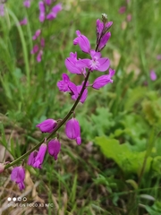 Polygala nicaeensis