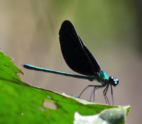Western Bluewing