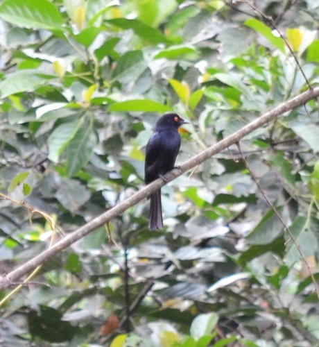 Western Square-tailed Drongo
