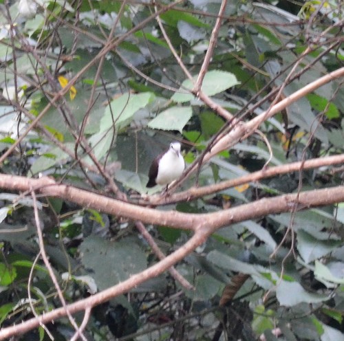 Tambourine Dove