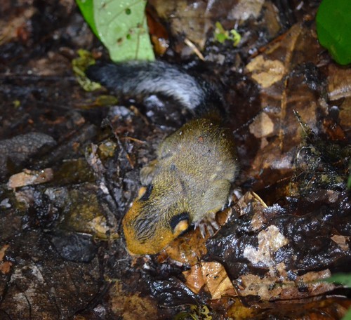 Red-cheeked Rope Squirrel