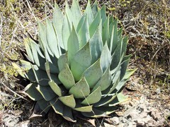 Agave albescens