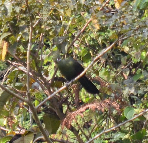 Guinea Turaco
