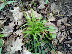 Carex digitata