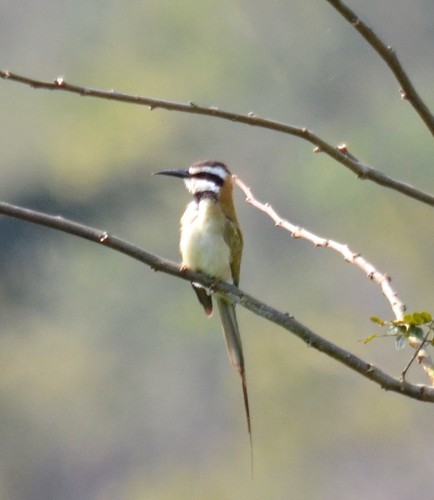 White-throated Bee-eater