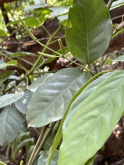 Gnetum luofuense
