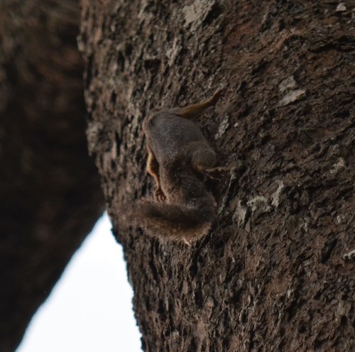 Red-legged Sun Squirrel