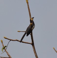 Lophoceros fasciatus
