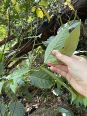 Gnetum luofuense