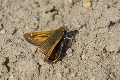 Hesperia metea