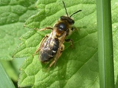 Andrena dorsata