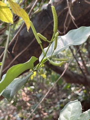 Gnetum luofuense