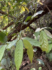 Gnetum luofuense