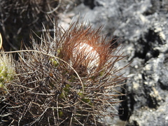 Melocactus harlowii