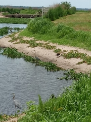 Ardea herodias