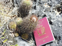 Melocactus harlowii